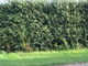 10 Hawthorn 2-3ft, 60-90cm Hedging Plants, Crataegus, Quickthorn, Thorny Native Hedge