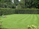 1 Green Beech Hedging Plant 2 Year Old, 1-2 ft Grade 1  Hedge Trees 40-60cm