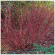 1 Red Dogwood 2-3ft Hedging Plant, Beautiful Red Bark Cornus Alba Sibirica