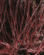 1 Red Dogwood 2-3ft Hedging Plant, Beautiful Red Bark Cornus Alba Sibirica