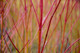 1 Red Dogwood 2-3ft Hedging Plant, Beautiful Red Bark Cornus Alba Sibirica