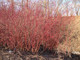 20 Red Dogwood 2-3ft Hedging Plants,Beautiful Red Bark Cornus Alba Sibirica
