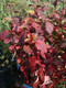 3 Red Dogwood 2-3ft Hedging Plants,Beautiful Red Bark Cornus Alba Sibirica