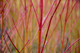 3 Red Dogwood 2-3ft Hedging Plants,Beautiful Red Bark Cornus Alba Sibirica