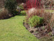 5 Red Dogwood 2-3ft Hedging Plants,Beautiful Red Bark Cornus Alba Sibirica 5 Red Dogwood 2-3ft Hedging Plants,Beautiful Red Bark Cornus Alba Sibirica