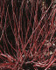 10 Red Dogwood 2-3ft Hedging Plants,Beautiful Red Bark Cornus Alba Sibirica