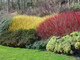 50 Red Dogwood 2-3ft Hedging Plants,Beautiful Red Bark Cornus Alba Sibirica