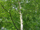 3  Silver Birch Native Trees 3-4ft Hedges Betula Pendula,2 Yr Old & Feathered