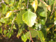 1  Silver Birch Native Tree 3-4ft Hedge Betula Pendula,2 Yr Old & Feathered