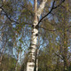 20 Silver Birch Native Trees 3-4ft Hedges Betula Pendula,2 Yr Old & Feathered