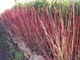 25 Red Dogwood 2-3ft Hedging Plants,Beautiful Red Bark Cornus Alba Sibirica