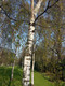 5 Silver Birch Trees 2-3ft,Stunning Winter Colour,Betula Pendula Plants,60-90cm