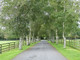 10 Silver Birch Native Trees 3-4ft Hedges Betula Pendula,2 Yr Old & Feathered