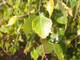 10 Silver Birch Native Trees 3-4ft Hedges Betula Pendula,2 Yr Old & Feathered