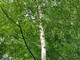 10 Silver Birch Native Trees 3-4ft Hedges Betula Pendula,2 Yr Old & Feathered