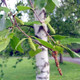 1 Downy Birch Tree / Betula pubescens, 2-3ft Tall, 2 Years old