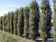 3 Lombardy Poplar / Populus Nigra Italica Trees 2-3ft Quick Native Wind Break