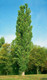 10 Lombardy Poplar / Populus Nigra Italica Trees 2-3ft Quick Native Wind Break