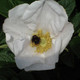 10 White Wild Rose Hedging 30-50cm Plants,Rosa Rugosa Alba,Flowers & Fruit 10 White Wild Rose Hedging 30-50cm Plants,Rosa Rugosa Alba,Flowers & Fruit