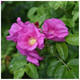 3 Common Wild Rose Hedging 30-50cm Plants,Keep Burglars Out! Rosa rugosa 3 Common Wild Rose Hedging 30-50cm Plants,Keep Burglars Out! Rosa rugosa