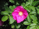 10 Red Wild Rose Hedging 30-50cm Plants,Rosa Rugosa Rubra,Flowers For 6mth