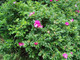10 Red Wild Rose Hedging 30-50cm Plants,Rosa Rugosa Rubra,Flowers For 6mth