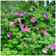 10 Common Wild Rose Hedging 30-50cm Plants,Keep Burglars Out! Rosa rugosa