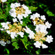 1 Guelder Rose Hedging Plant Viburnum Opulus Native Hedge,Flowers & Berries 30-40cm