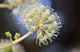 Fatsia Japonica Plants / Japanese aralia in 2L Pot, Evergreen Beautiful Tropical Display