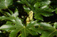 Fatsia Japonica Plants / Japanese aralia in 2L Pot, Evergreen Beautiful Tropical Display