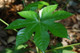 Fatsia Japonica Plants / Japanese aralia in 2L Pot, Evergreen Beautiful Tropical Display
