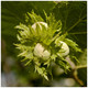 Hazel Webb's Prize Cob Tree Cobnut Multistemmed, Grow Big Tasty Hazelnuts