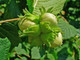 Hazel Nottingham Cobnut Cob Tree 3-4ft Multistemmed Corylus Avellana