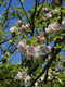 100 Crab Apple Trees 40-60cm Native Malus Hedging,Make your own Cider & Jelly
