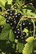 3 Ben Sarek Blackcurrant Plants/ Ribes Nigrum 'Ben Sarek' 2-3ft Tall