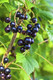 3 Titania Blackcurrant Bush Plants, Multi-stemmed, Tasty Fruit & Heavy Crop