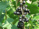5 Ben Sarek Blackcurrant Plants/ Ribes Nigrum 'Ben Sarek' 2-3ft Tall