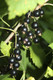 3 Blackcurrant Bush 'Ben Nevis' Multistemmed Plants, Make Great Preserves