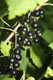 10 Blackcurrant Bush 'Ben Nevis' Multistemmed Plants, Make Great Preserves 10 Blackcurrant Bush 'Ben Nevis' Multistemmed Plants, Make Great Preserves