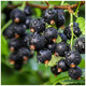 1 Blackcurrant Bush 'Ben Nevis' Multistemmed Plant, Make Great Preserves