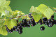 1 Blackcurrant Bush 'Ben Nevis' Multistemmed Plant, Make Great Preserves 1 Blackcurrant Bush 'Ben Nevis' Multistemmed Plant, Make Great Preserves