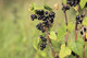 1 Blackcurrant Bush 'Ben Nevis' Multistemmed Plant, Make Great Preserves