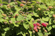 10 'Malling Promise' Red Raspberry Bushes / Rubus Idaeus 'Malling Promise'