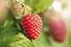 5 'Malling Promise' Red Raspberry Bushes / Cane, Rubus Idaeus 'Malling Promise'