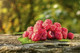 5 'Malling Promise' Red Raspberry Bushes / Cane, Rubus Idaeus 'Malling Promise'
