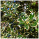 1 Holly Plant Ilex Aquifolium 'Silver Queen' 20cm In 2L Pot Excellent Hedging