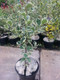 1 Holly Plant Ilex Aquifolium 'Silver Queen' 20cm In 2L Pot Excellent Hedging