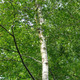 4 Silver Birch 4-5ft Stunning  Mature Specimen Trees, Betula Pendula in a 2L Pot