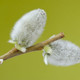 100 Grey Willow 3-4 ft Hedging Plants,Salix Cinerea,Pussy Willow Screening Trees