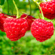 10 'Autumn Bliss' Red Raspberry Canes / Rubus Idaeus 'Autumn Bliss' Big & Tasty